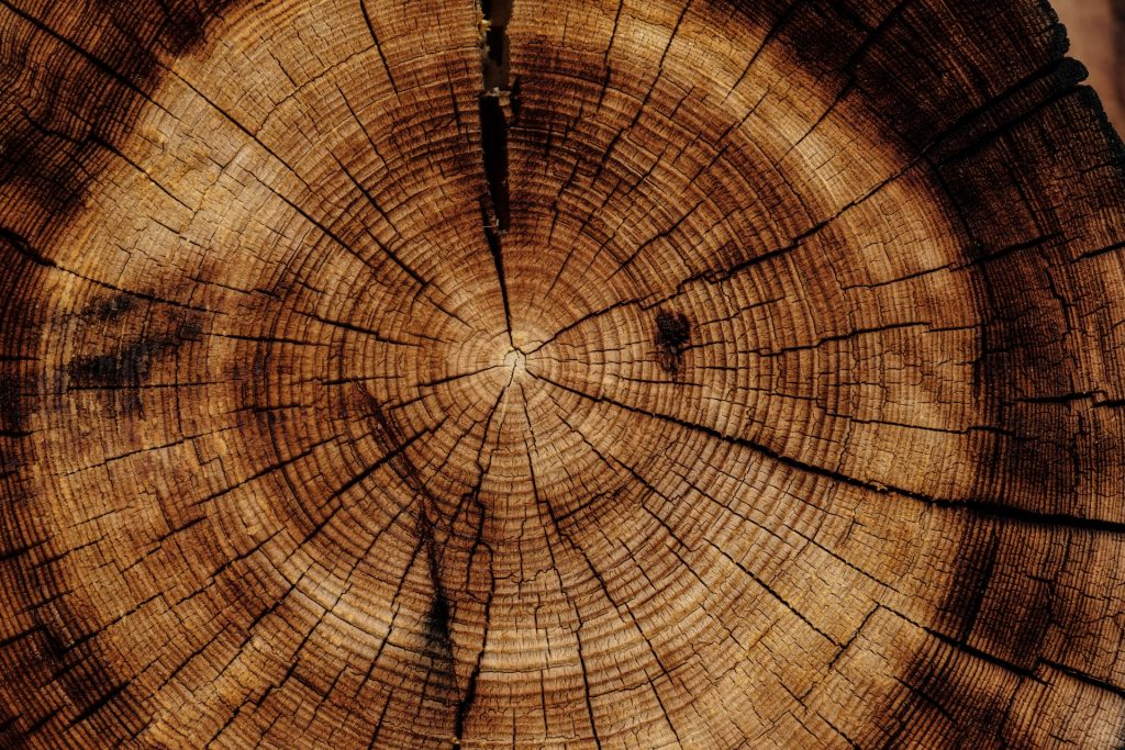 tree life